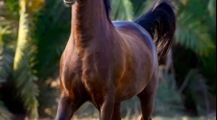 Арапски коњ